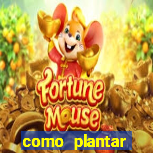 como plantar gergelim no vaso