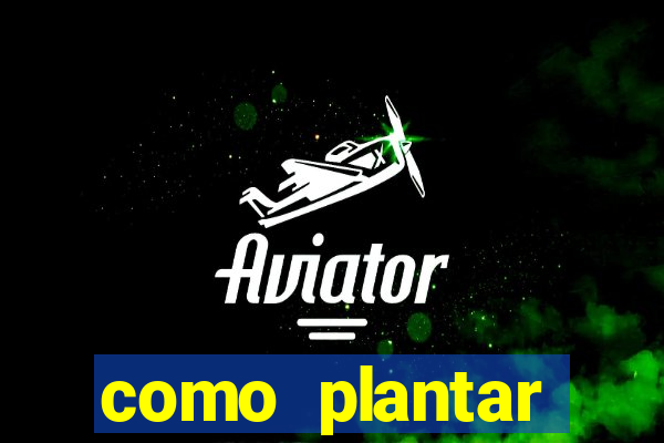 como plantar gergelim no vaso
