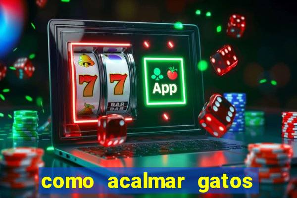 como acalmar gatos agitados a noite
