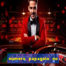 numero papagaio no jogo do bicho