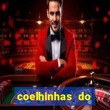 coelhinhas do brasil recife