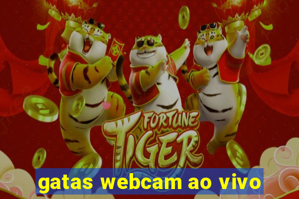 gatas webcam ao vivo