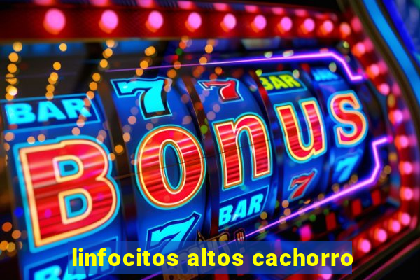 linfocitos altos cachorro