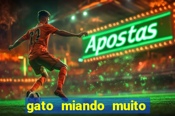 gato miando muito a noite o que fazer