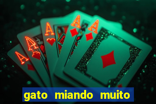 gato miando muito a noite o que fazer