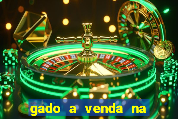 gado a venda na bahia olx