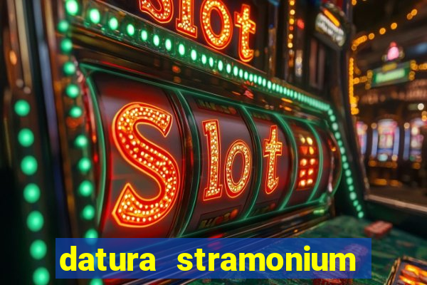 datura stramonium medicinal uses