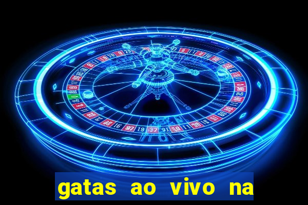 gatas ao vivo na web cam