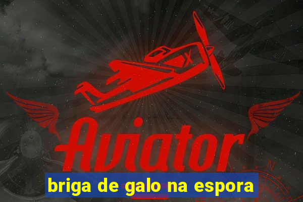 briga de galo na espora