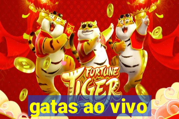 gatas ao vivo