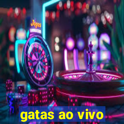 gatas ao vivo
