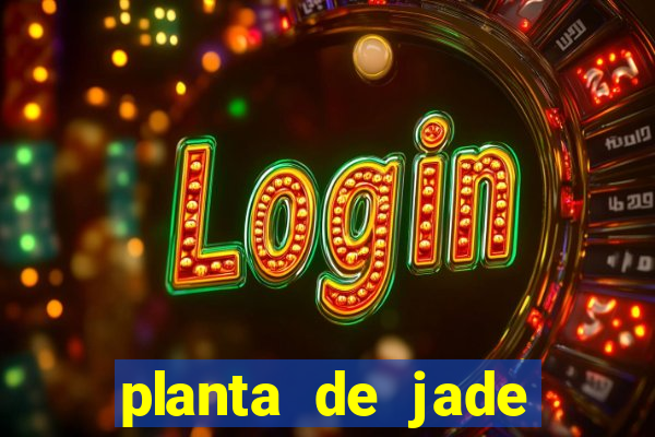 planta de jade significado espiritual