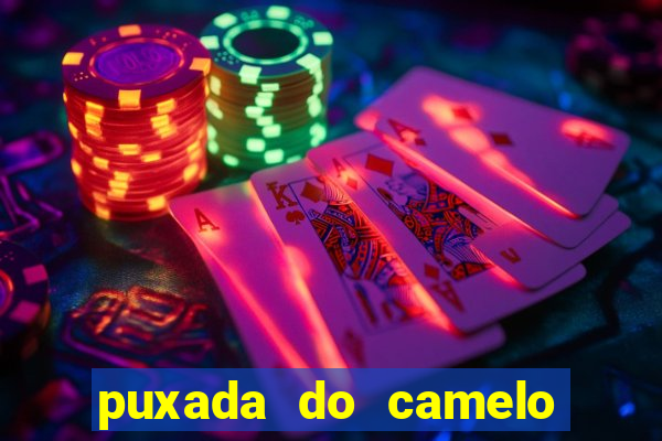 puxada do camelo jogo do bicho