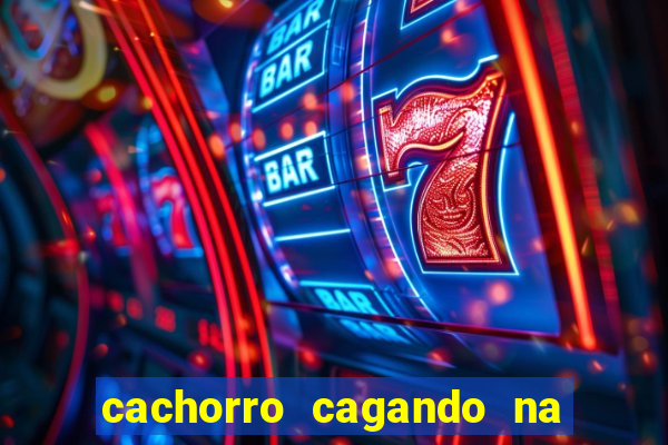 cachorro cagando na camisa do corinthians