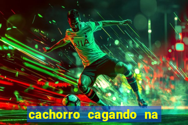 cachorro cagando na camisa do corinthians