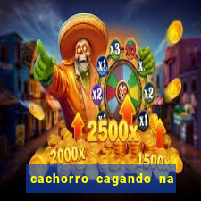 cachorro cagando na camisa do corinthians